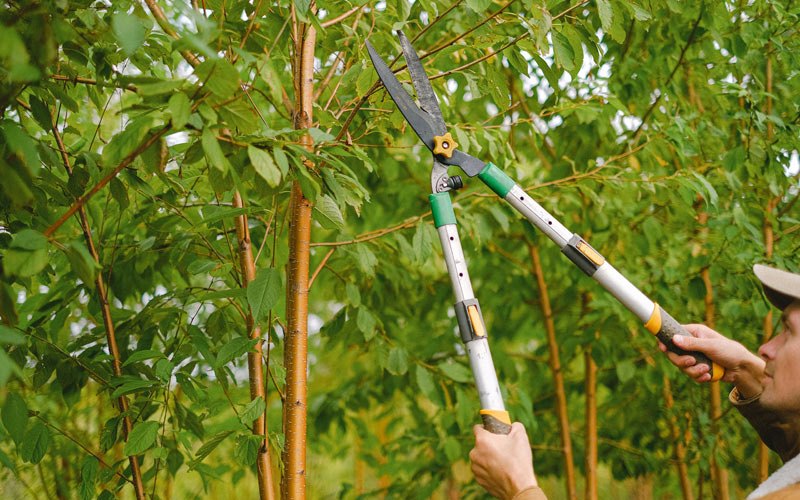 Tree trimming in Indianola, IA